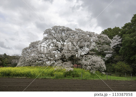 樹齢400年を超える孤高の一本桜24 樹齢400年を超える孤高の一本桜24 113387058