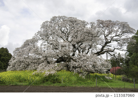 樹齢400年を超える孤高の一本桜26 樹齢400年を超える孤高の一本桜26 113387060