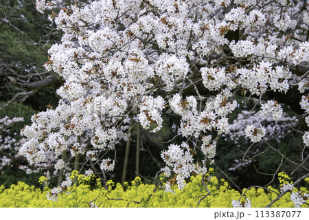 樹齢400年を超える孤高の一本桜43 樹齢400年を超える孤高の一本桜43 113387077