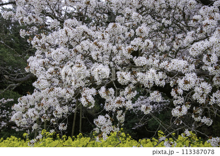 樹齢400年を超える孤高の一本桜44 樹齢400年を超える孤高の一本桜44 113387078