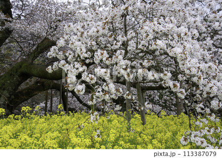 樹齢400年を超える孤高の一本桜45 樹齢400年を超える孤高の一本桜45 113387079