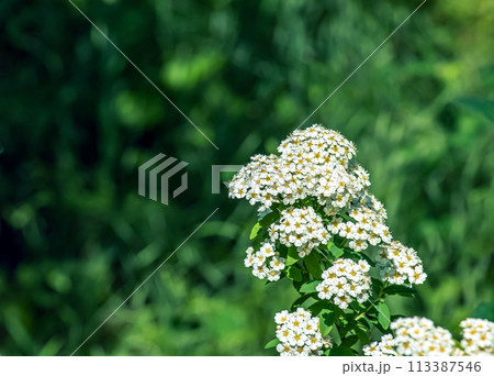 Spiraea ferganensis or meadowsweet. Flowers brightly lit in spring. Spiraea ferganensis or meadowsweet. Flowers brightly lit in spring. 113387546