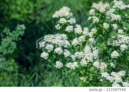 Spiraea ferganensis or meadowsweet. Flowers brightly lit in spring. 113387548