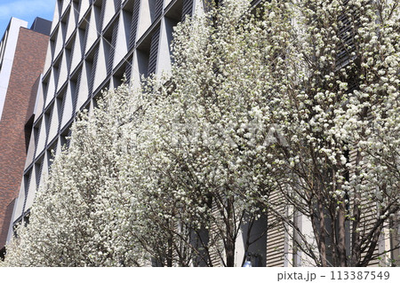 葛飾にいじゅくみらい公園 113387549