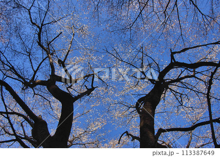 青空に映える桜の木 青空に映える桜の木 113387649