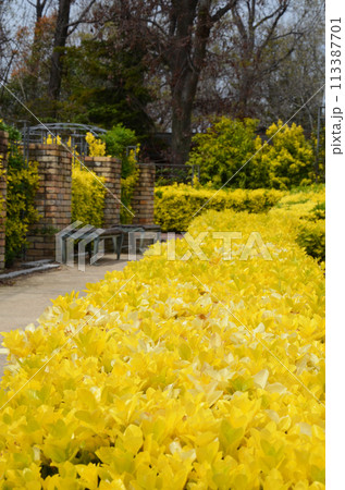 オウゴンマサキが植えられた庭園の風景（大阪・鶴見緑地） 113387701