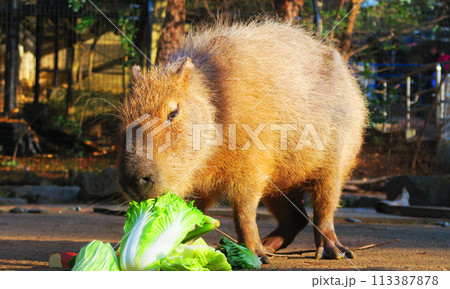 大宮公園小動物園のカピバラの食事風景 大宮公園小動物園のカピバラの食事風景 113387878