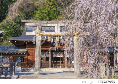 大石神社のしだれ桜（京都市山科区） 113387953