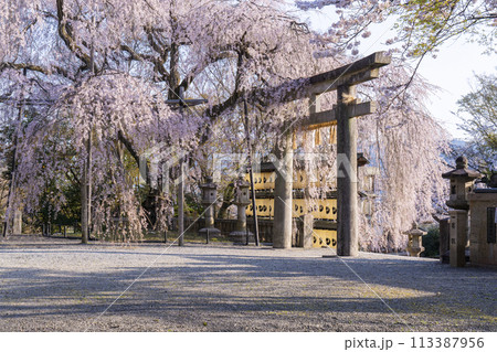 大石神社のしだれ桜（京都市山科区） 113387956