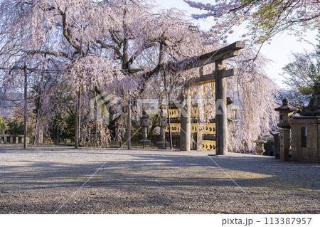 大石神社のしだれ桜（京都市山科区） 113387957