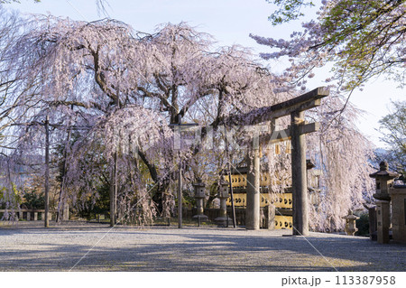 大石神社のしだれ桜（京都市山科区） 113387958