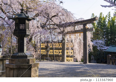 大石神社のしだれ桜(京都市山科区) 大石神社のしだれ桜(京都市山科区) 113387960