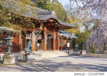 大石神社　拝殿としだれ桜（京都市山科区） 113387969