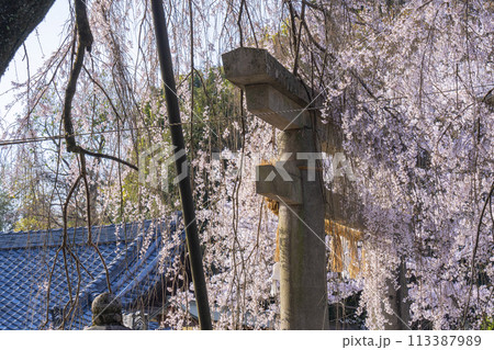 大石神社　石鳥居としだれ桜（京都市山科区） 113387989