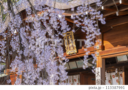 大石神社　拝殿としだれ桜（京都市山科区） 113387991