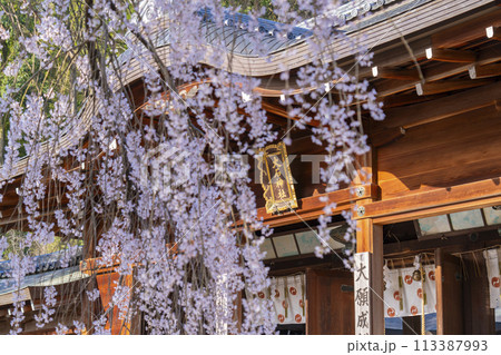 大石神社　拝殿としだれ桜（京都市山科区） 113387993