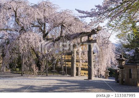 大石神社のしだれ桜（京都市山科区） 113387995