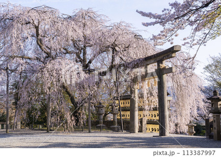大石神社のしだれ桜(京都市山科区) 大石神社のしだれ桜(京都市山科区) 113387997