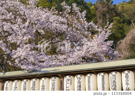 大石神社　しだれ桜（京都市山科区） 113388004
