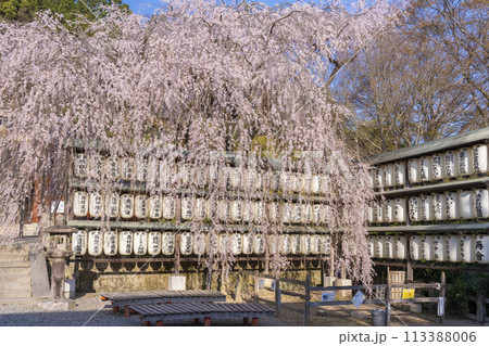 大石神社 しだれ桜(京都市山科区) 大石神社 しだれ桜(京都市山科区) 113388006