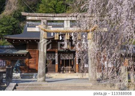 大石神社　拝殿としだれ桜（京都市山科区） 113388008