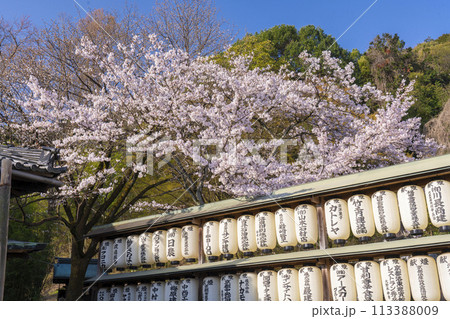 大石神社 しだれ桜(京都市山科区) 大石神社 しだれ桜(京都市山科区) 113388009
