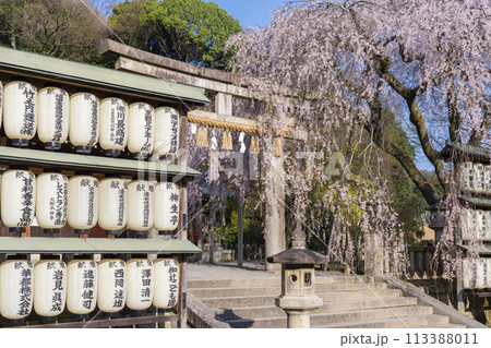 大石神社 しだれ桜(京都市山科区) 大石神社 しだれ桜(京都市山科区) 113388011