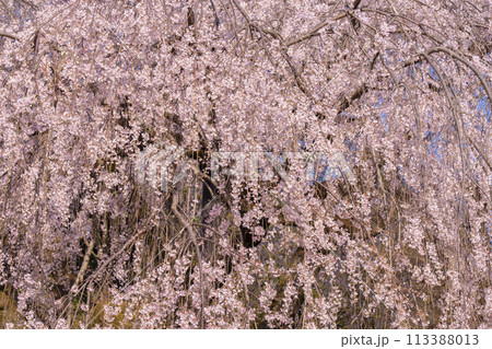 大石神社　画面を覆い尽くすしだれ桜（京都市山科区） 113388013
