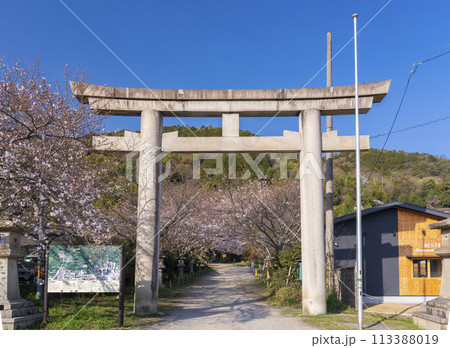 大石神社　参道の桜並木（京都市山科区） 113388019