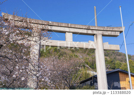 大石神社　参道の桜並木（京都市山科区） 113388020