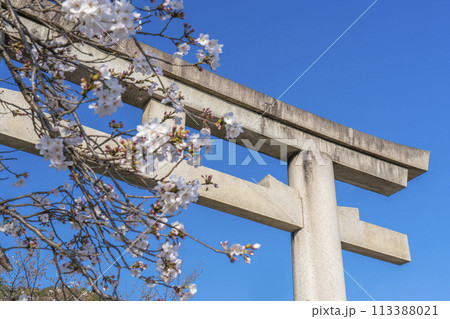 大石神社　鳥居と参道の桜並木（京都市山科区） 113388021