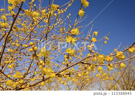 安中市松井田町のろうばいの郷 113388045