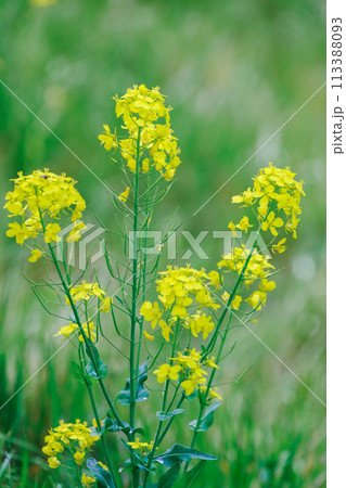菜の花 菜の花 113388093