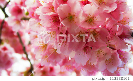 満開の安行桜の風景 満開の安行桜の風景 113388161