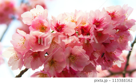 満開の安行桜の風景 満開の安行桜の風景 113388162
