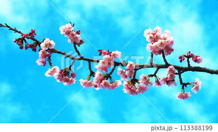 安行桜と青空の風景 113388199