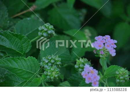 花色が変化する花 113388228