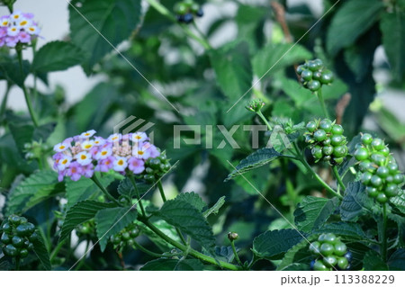 花色が変化する花 花色が変化する花 113388229