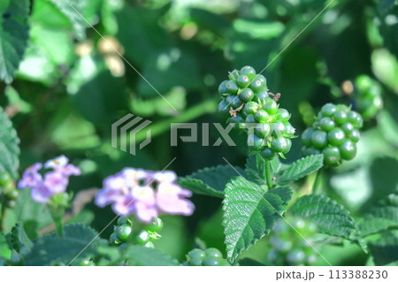 花色が変化する花 花色が変化する花 113388230