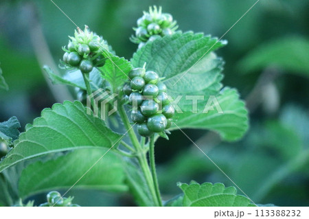 花色が変化する花 花色が変化する花 113388232