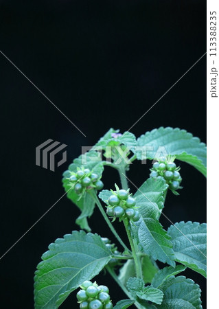 花色が変化する花 花色が変化する花 113388235