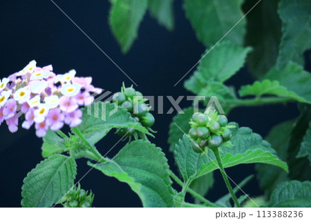 花色が変化する花 花色が変化する花 113388236
