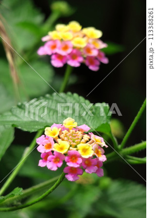 花色が変化する花 113388261