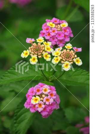 花色が変化する花 花色が変化する花 113388263