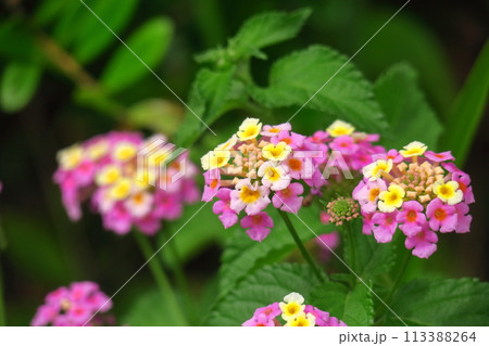 花色が変化する花 113388264