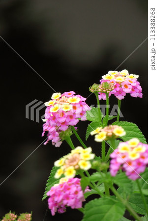 花色が変化する花 113388268