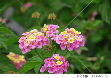 花色が変化する花 113388270