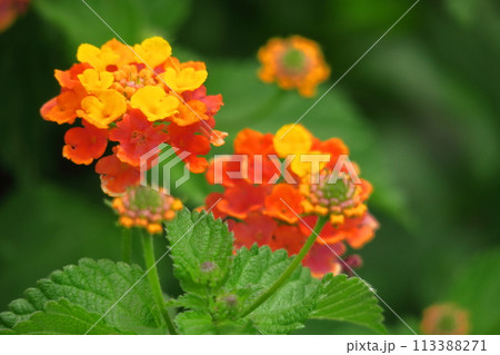 花色が変化する花 花色が変化する花 113388271