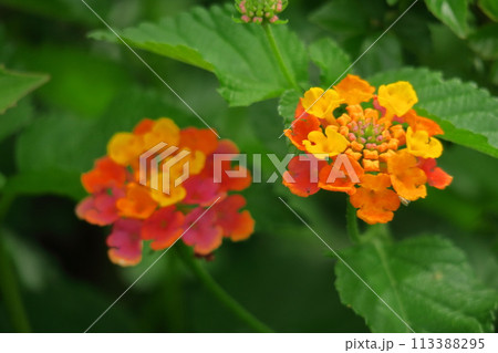 花色が変化する花 花色が変化する花 113388295