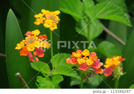 花色が変化する花 花色が変化する花 113388297